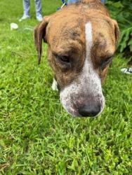 Shelter Stray Male Dog last seen Near BLOCK NW 10TH AVE, 3599 NW 79th Ave, Doral, FL 33122, USA