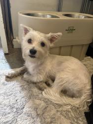 Found/Stray Male Dog last seen Crystal Lake, IL, Crystal Lake, IL 60014