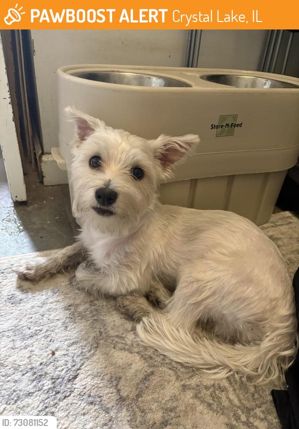Found/Stray Male Dog last seen Crystal Lake, IL, Crystal Lake, IL 60014