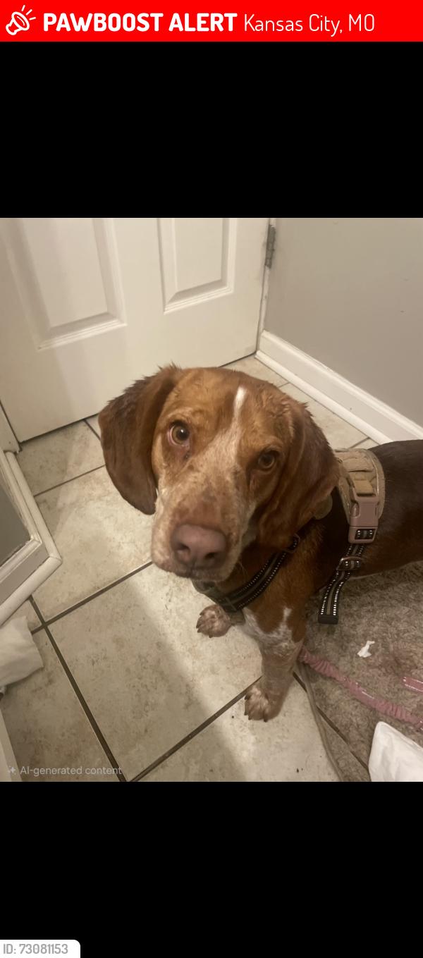 Lost Male Dog last seen Woods next to N troost ave and ne Vivion rd, Kansas City, MO 64118