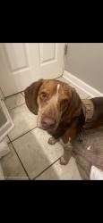 Lost Male Dog last seen Woods next to N troost ave and ne Vivion rd, Kansas City, MO 64118