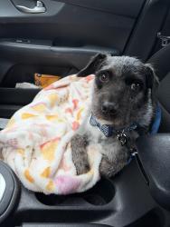 Lost Male Dog last seen Justin and Hearthside, Lawrence, KS 66049