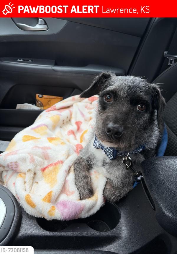 Lost Male Dog last seen Justin and Hearthside, Lawrence, KS 66049