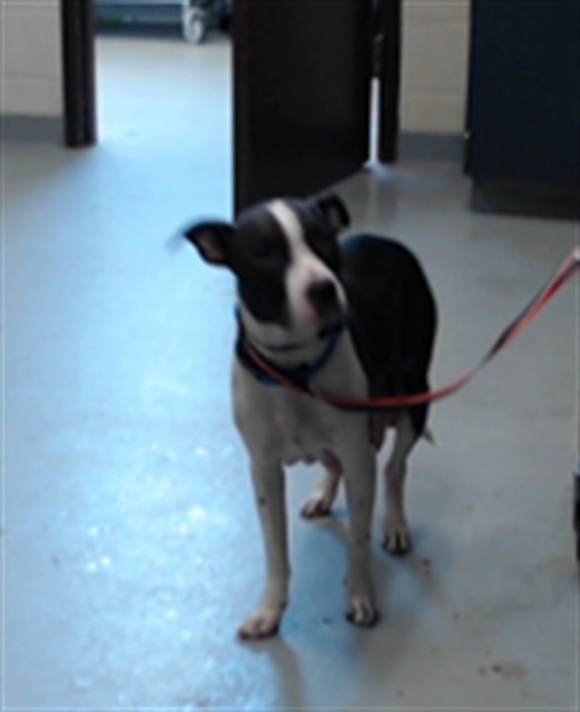 Shelter Stray Female Dog last seen Near BLOCK LIMESTONE ST, EASTOVER NC 28312, 4704 Corporation Dr, Fayetteville, NC 28306, USA