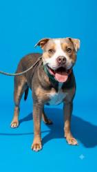 Shelter Stray Male Dog last seen BAYMEADOWS AND SOUTHSIDE, 2020 Forest St, Jacksonville, FL 32204, USA