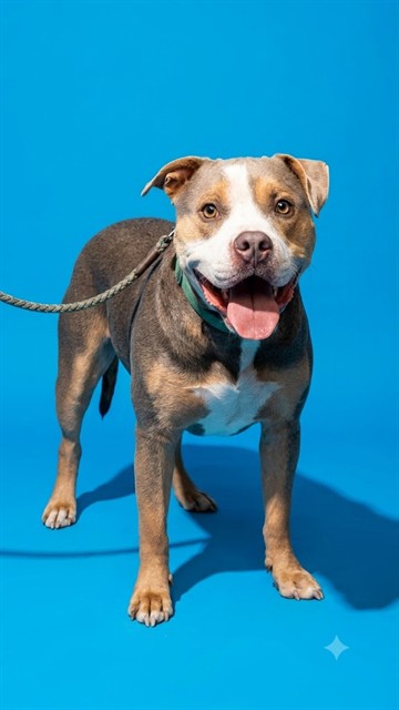 Shelter Stray Male Dog last seen BAYMEADOWS AND SOUTHSIDE, 2020 Forest St, Jacksonville, FL 32204, USA