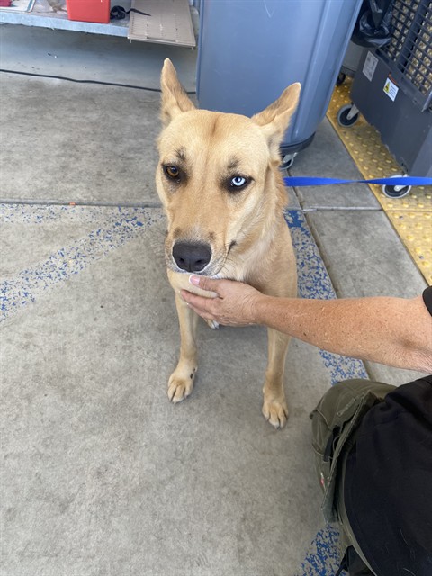Shelter Stray Female Dog last seen Near BLOCK NORMANDY ROSE AVE, BAKERSFIELD CA 93308, 3951 Fruitvale Ave, Bakersfield, CA 93308, USA
