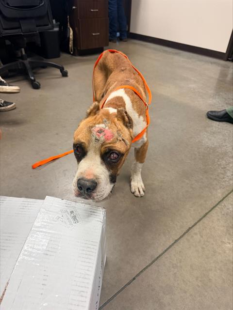 Shelter Stray Male Dog last seen FREEWAY UNKNOWN, 201 S Mt Vernon Ave, Bakersfield, CA 93307, USA