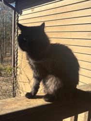 Lost Male Cat last seen Gap Creek, Cumberland Gap, TN 37724