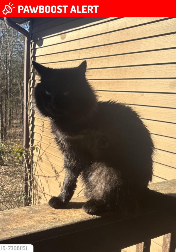Lost Male Cat last seen Gap Creek, Cumberland Gap, TN 37724