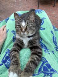 Found/Stray Unknown Cat last seen Winwood, Fayetteville, AR 72703