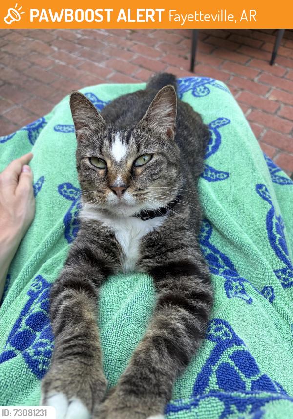Found/Stray Unknown Cat last seen Winwood, Fayetteville, AR 72703