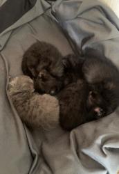 Lost Unknown Cat last seen Near harleston road , West Northamptonshire, England NN5 7AB
