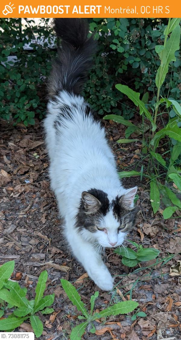 Found/Stray Unknown Cat last seen Parc Le Prévost, Montréal, QC H2R 2S5