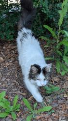 Found/Stray Unknown Cat last seen Parc Le Prévost, Montréal, QC H2R 2S5