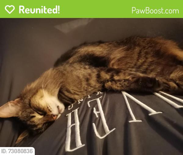 Reunited Female Cat last seen north of Ashburnham Road, Bedford, England MK40 1JX