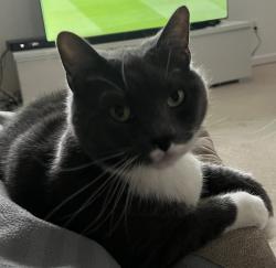 Lost Female Cat last seen Huntley Meadows, South Kings Hwy, Groveton, VA 22306