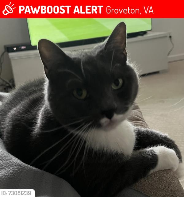Lost Female Cat last seen Huntley Meadows, South Kings Hwy, Groveton, VA 22306