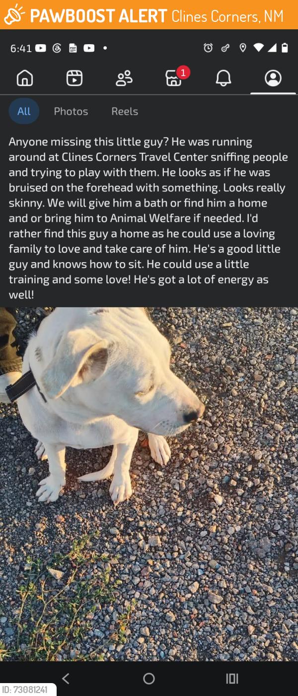 Found/Stray Male Dog last seen Near Yacht Club Drive, Clines Corners, NM 87070