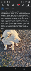 Found/Stray Male Dog last seen Near Yacht Club Drive, Clines Corners, NM 87070