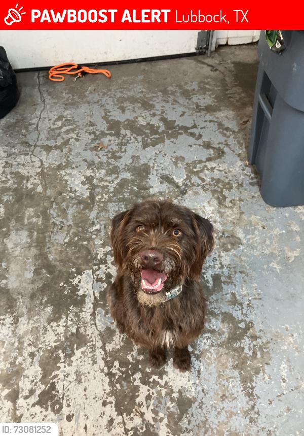 Lost Female Dog last seen Wagner park, Lubbock, TX 79423