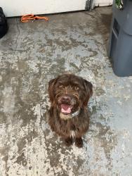 Lost Female Dog last seen Wagner park, Lubbock, TX 79423