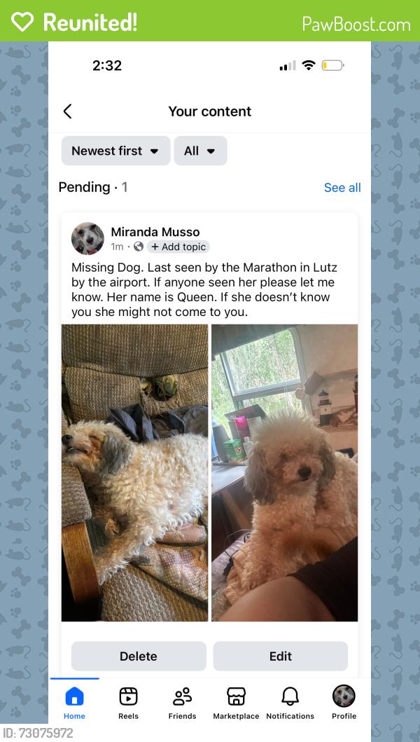 Reunited Female Dog last seen The marathon by Amicis, Lutz, FL 33559