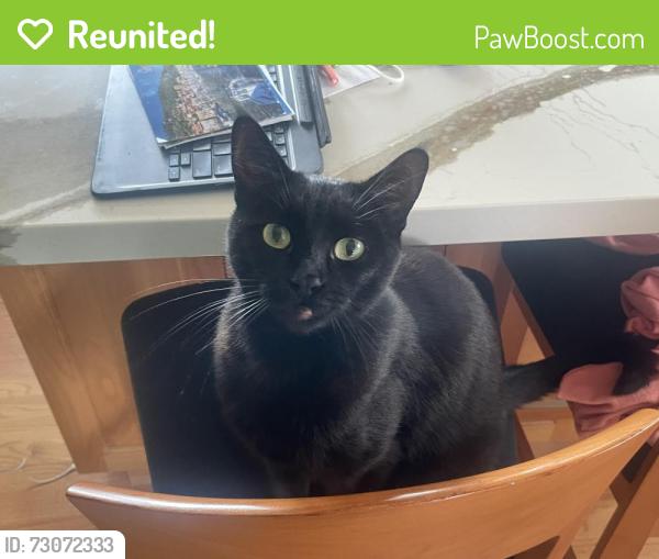 Reunited Female Cat last seen Carrington steps, Oakland, CA 94601