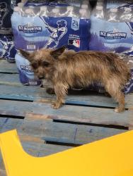 Found/Stray Unknown Dog last seen arlington rd and waterloo rd, Akron, OH 44312