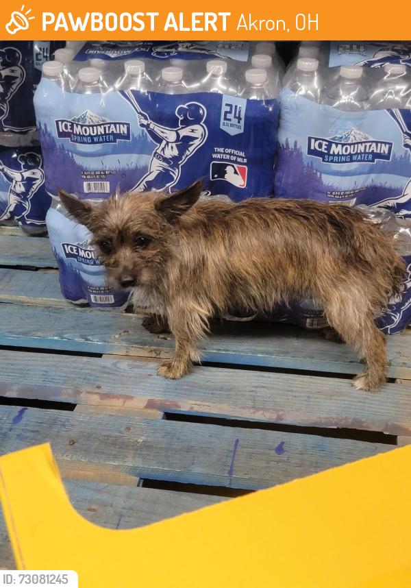 Found/Stray Unknown Dog last seen arlington rd and waterloo rd, Akron, OH 44312