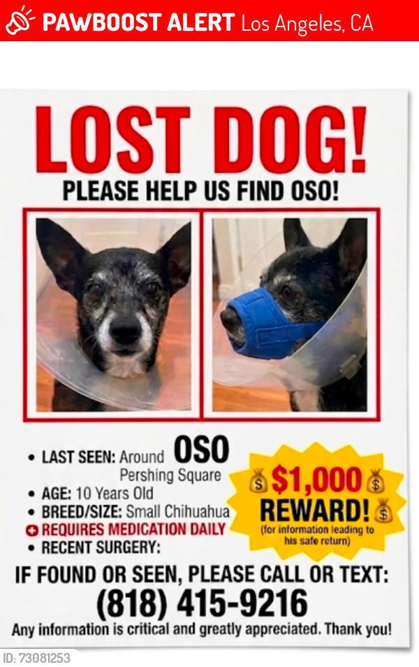 Lost Male Dog last seen S Hope St and S Grand Ave, Los Angeles, CA 90017