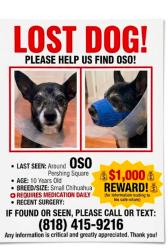 Lost Male Dog last seen S Hope St and S Grand Ave, Los Angeles, CA 90017