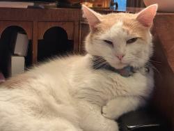 Lost Male Cat last seen Heritage CC, Wake Forest, NC 27587