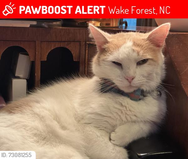 Lost Male Cat last seen Heritage CC, Wake Forest, NC 27587