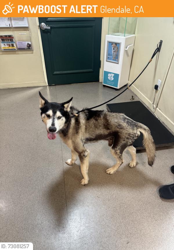 Found/Stray Male Dog last seen Shell Gas Station, Glendale, CA 91202