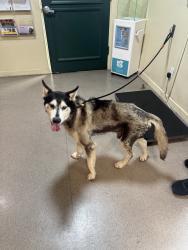 Found/Stray Male Dog last seen Shell Gas Station, Glendale, CA 91202