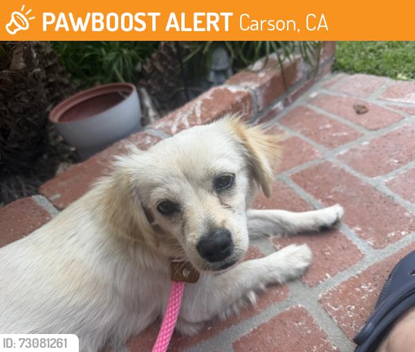Found/Stray Male Dog last seen 213th & Marbella, Carson, CA 90745