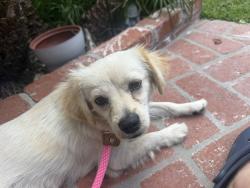 Found/Stray Male Dog last seen 213th & Marbella, Carson, CA 90745