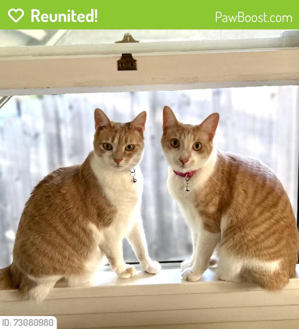 Reunited Female Cat last seen San Pedro and The Alameda, Berkeley, CA 94707
