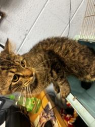 Shelter Stray Male Cat last seen Near Alston Drive, Decatur 30317, 30317, GA, 3280 Chamblee Dunwoody Rd, Chamblee, GA 30341, USA