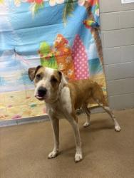 Shelter Stray Female Dog last seen Near Evergreen Rd, 29621, Anderson County, SC, 1320 US-29, Anderson, SC 29626, USA