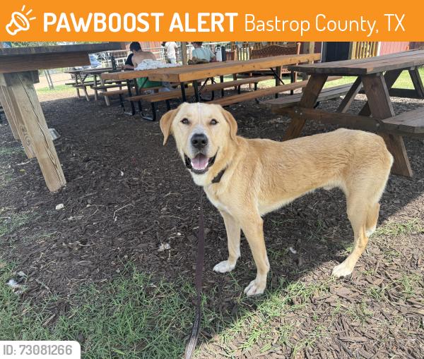 Found/Stray Male Dog last seen FM 2336, Bastrop County, TX 78650