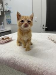 Shelter Stray Male Cat last seen Near E 56th Ter, 64130, MO, 7077 Elmwood Ave, Kansas City, MO 64132, USA