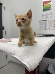 Shelter Stray Male Cat last seen Near E 56th Ter, 64130, MO, 7077 Elmwood Ave, Kansas City, MO 64132, USA