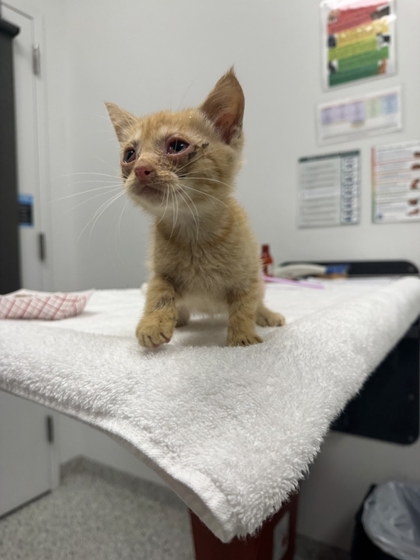 Shelter Stray Male Cat last seen Near E 56th Ter, 64130, MO, 7077 Elmwood Ave, Kansas City, MO 64132, USA