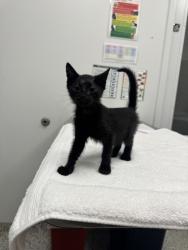 Shelter Stray Female Cat last seen Near E 56th Ter, 64130, MO, 7077 Elmwood Ave, Kansas City, MO 64132, USA