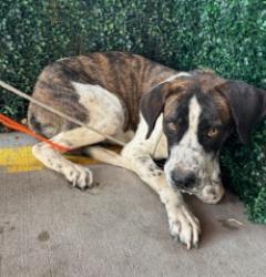 Shelter Stray Female Dog last seen Near Pikes Peak Drive, CITY of El Paso, TX, 5001 Fred Wilson Ave, El Paso, TX 79906, USA