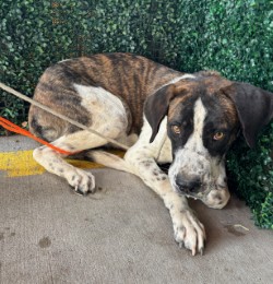 Shelter Stray Female Dog last seen Near Pikes Peak Drive, CITY of El Paso, TX, 5001 Fred Wilson Ave, El Paso, TX 79906, USA