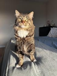 Lost Male Cat last seen Vermillion Avenue windermere, Windermere, FL 34786
