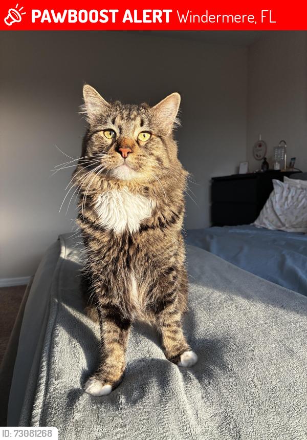 Lost Male Cat last seen Vermillion Avenue windermere, Windermere, FL 34786